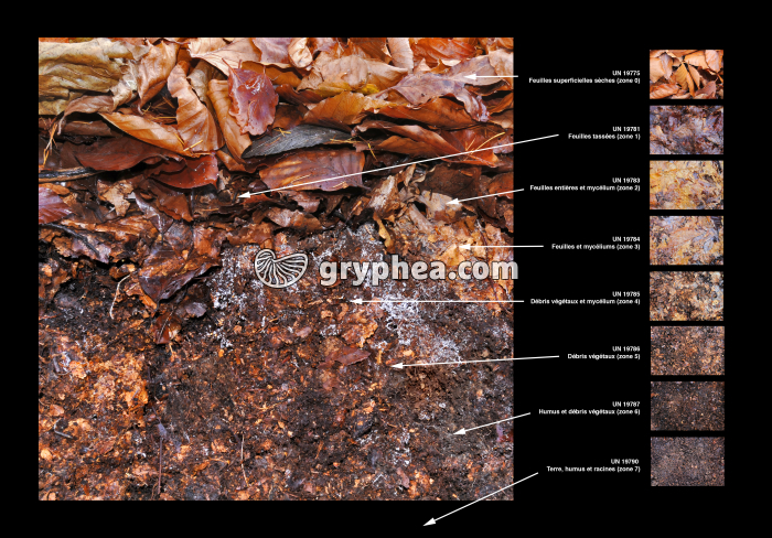 Coupe litière Hêtraie légendée - gryphea.org